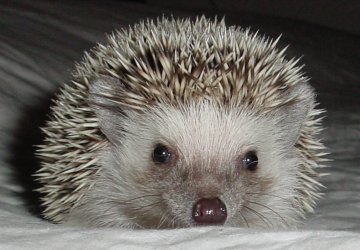 About Marion the Hedgehog